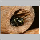 Hylaeus sp - Maskenbiene w01a.jpg